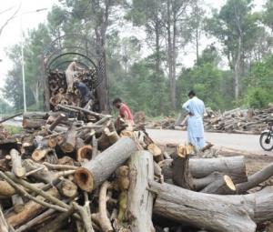 Islamabad's paper mulberry trees cut on PMO orders, CDA tells IHC 
