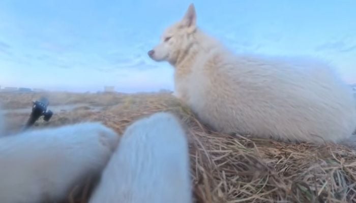 Watch: Greenland sled dog steals $700 AP camera, records own chew-toy adventure