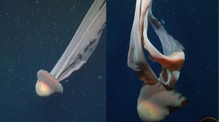 Rare ‘phantom' jellyfish, as large as school bus, filmed off Argentine coast 
