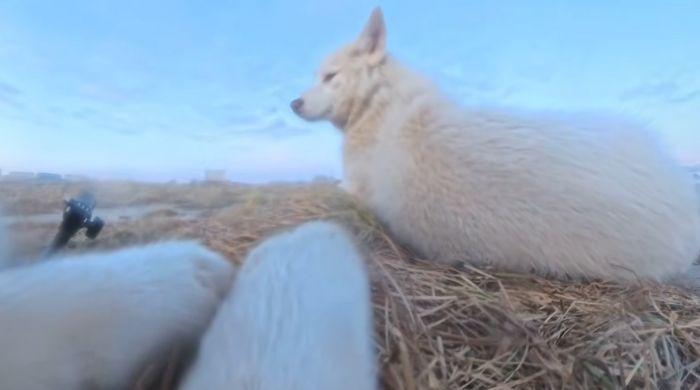 Watch: Greenland sled dog steals $700 AP camera, records own chew-toy adventure