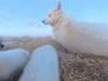 Watch: Greenland sled dog steals $700 AP camera, records own chew-toy adventure
