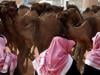 Saudi Arabia launches passports for kingdom's beloved camels