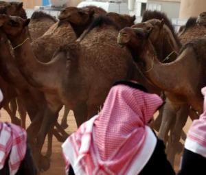 Saudi Arabia launches passports for kingdom's beloved camels