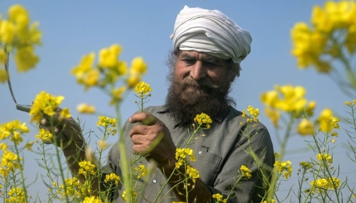 A farmer checks mustard flowers in a field on the outskirts of Amritsar on January 21, 2026. — AFP