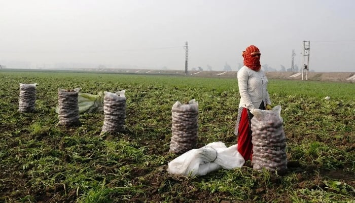 A farm labourer stands next to sacks filled with harvested potatoes at a field in Subhri village, in the northern state of Haryana, India, February 1, 2025. — Reuters