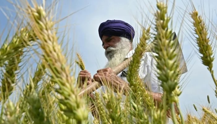 A farmer inspects wheat crop in his field on the outskirts of Amritsar on April 3, 2025. — AFP