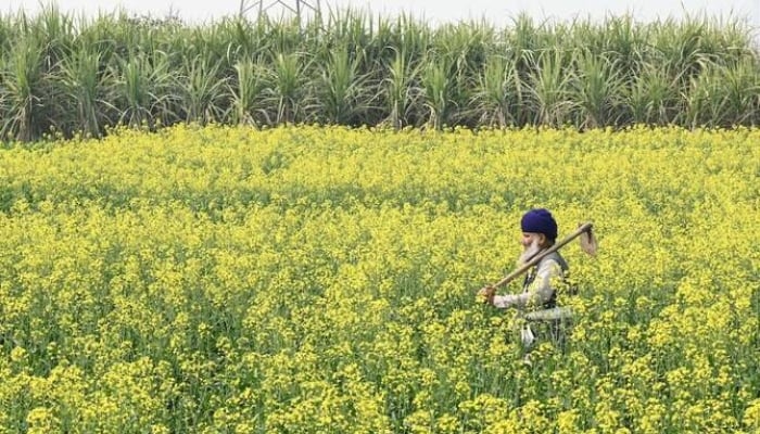 A farmer walks across his mustard field on the outskirts of Amritsar on February 1, 2026. — AFP