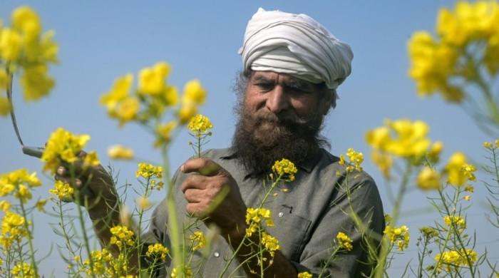 What's at stake for Indian agriculture in Trump's trade deal?