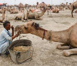 'Camell or camel': Senate committee meeting sees hilarious mix-up over acronym