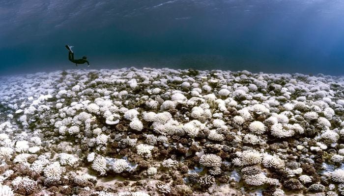51% of coral reefs suffered major bleaching during 2014-2017, researchers say