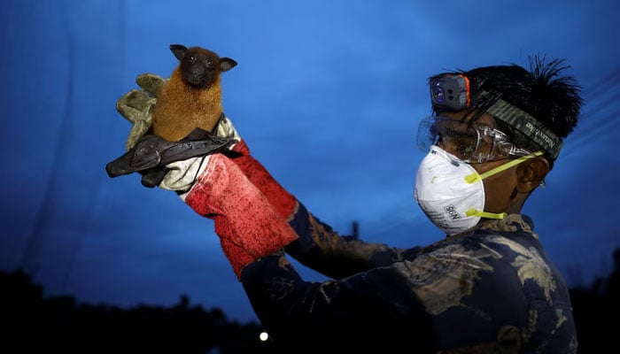 A field lab assistant holds up a bat after catching it in a net to collect specimens for Nipah virus research in the Shuvarampur area of Faridpur, Bangladesh, September 14, 2021. — Reuters