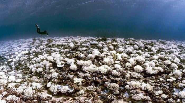51% of coral reefs suffered major bleaching during 2014-2017, researchers say