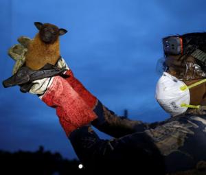 Deadly Nipah virus deemed 'limited' by scientists