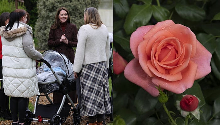 Princess Kates Turkish rose