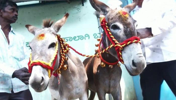 A pair of donkeys tied the knot in a unique wedding ceremony in the southern Indian city of Bengaluru, February 14, 2026. — Reuters
