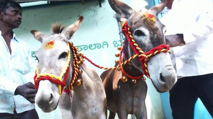 Donkeys 'tie the knot' in India on Valentine's Day