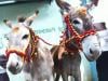 Donkeys 'tie the knot' in India on Valentine's Day