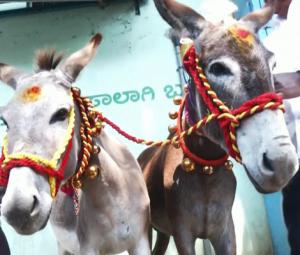Donkeys 'tie the knot' in India on Valentine's Day