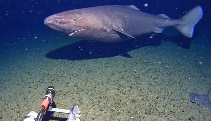 Decades-old rule overturned after massive shark filmed in freezing Antarctic depths