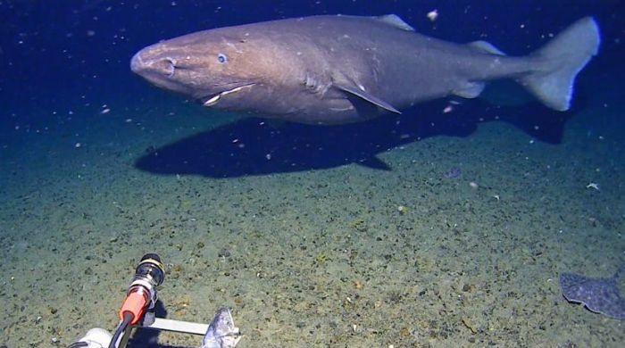 Decades-old rule overturned after massive shark filmed in freezing Antarctic depths