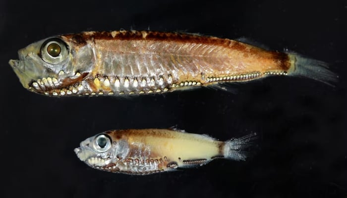 Two deep-sea fish species, Maurolicus muelleri and Maurolicus mucronatus from the Red Sea, that have hybrid photoreceptors in their eyes as larvae and adults, seen in this photograph released on February 11, 2026. — Reuters