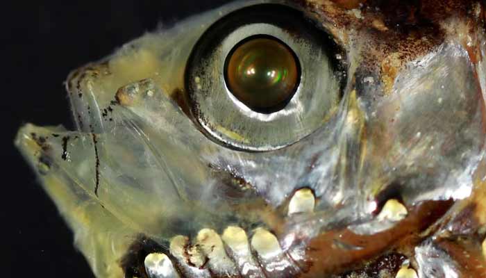A close-up showing the shiny silver-green photophores (light organs) on the lower head of the deep-sea fish Maurolicus muelleri from the Red Sea, seen in this photograph released on February 11, 2026.— Reuters