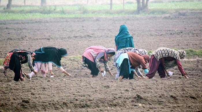 How many Pakistanis perform informal work?