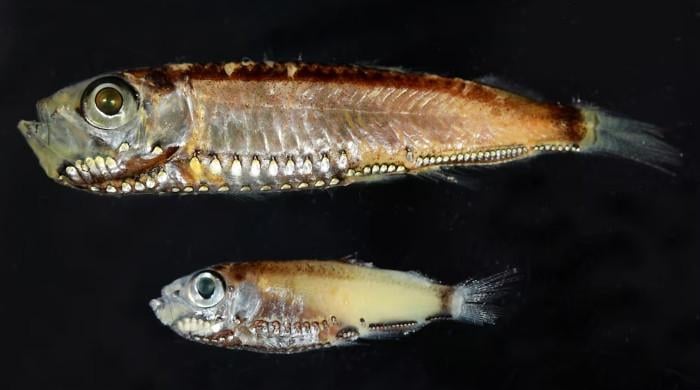 Deep-sea fish break the mold with novel visual system