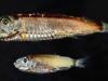 Deep-sea fish break the mold with novel visual system