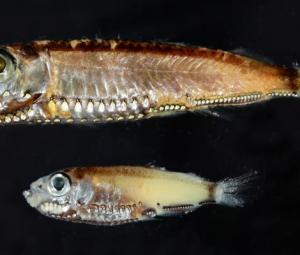 Deep-sea fish break the mold with novel visual system