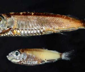 Deep-sea fish break the mold with novel visual system