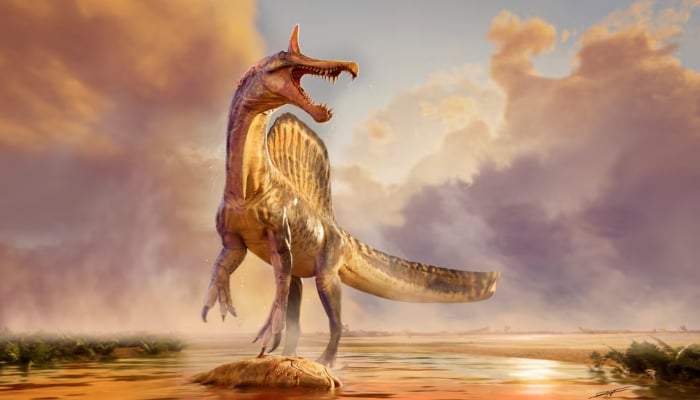 This illustration shows the dinosaur Spinosaurus mirabilis standing at the waters edge over a carcass of the coelacanth Mawsonia some 95 million years ago in what is now the Sahara Desert in Niger. A scimitar-shaped head crest and interdigitating teeth characterise this wading giant. The illustration was released by the University of Chicago on February 19, 2026. — Reuters