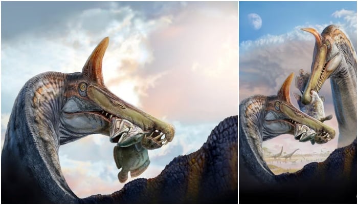 This illustration shows two individuals of the dinosaur Spinosaurus mirabilis sparring over their catch of the coelacanth Mawsonia some 95 million years ago. The illustration was released by the University of Chicago on February 19, 2026. — Reuters