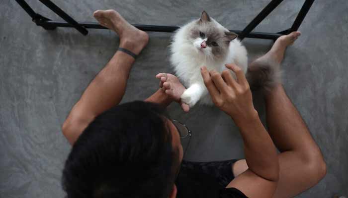 A representational image shows a cat owner plays with his domestic cat. — Reuters/File