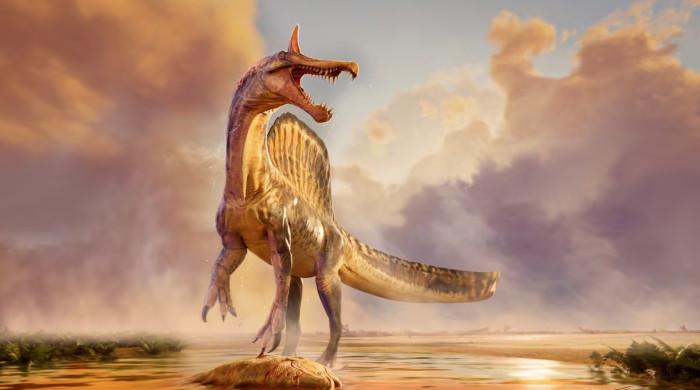 Fossils of a new species of huge dinosaur Spinosaurus unearthed in Niger