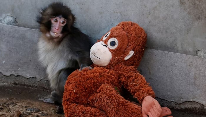 A baby Japanese macaque named Punch sits next to a stuffed orangutan at Ichikawa City Zoo, in Ichikawa, Chiba Prefecture, Japan, February 19, 2026. — Reuters