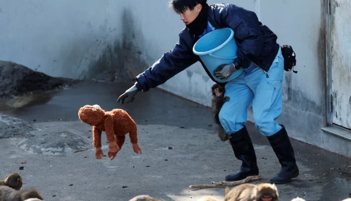 Zookeeper Kosuke Shikano places a stuffed orangutan on the ground as baby Japanese macaque Punch clings to his leg at Ichikawa City Zoo, in Ichikawa, Chiba Prefecture, Japan, February 19, 2026. — Reuters