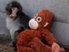 Abandoned baby monkey finds comfort in stuffed orangutan, charming zoo visitors 
