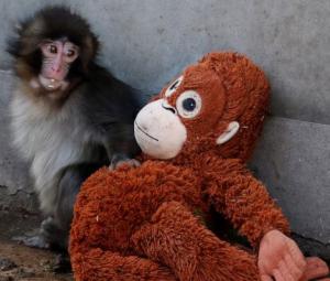 Abandoned baby monkey finds comfort in stuffed orangutan
