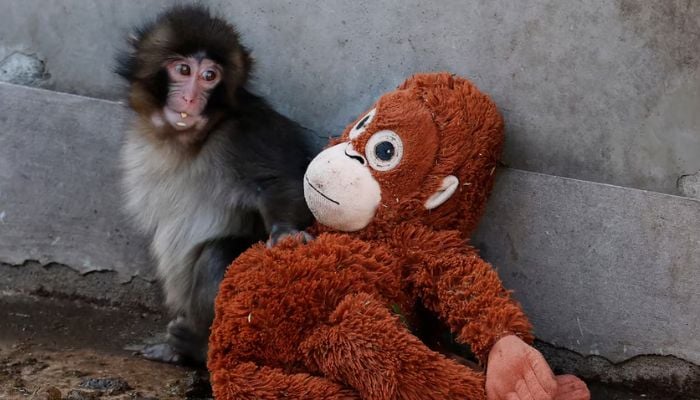 Viral monkey Punch makes IKEA toy global sensation: Here’s what it costs