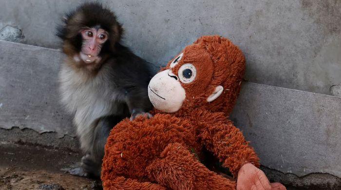 Viral monkey Punch makes IKEA toy global sensation: Here's what it costs