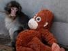 Viral monkey Punch makes IKEA toy global sensation: Here's what it costs