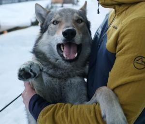 Owners recount panic after Nazgul gatecrashes race on doggy day out
