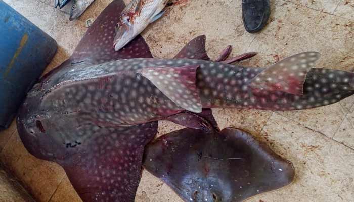 The image shows a bowhead guitarfish lying on the floor after being caught in Gwadar East Bay. — WWF