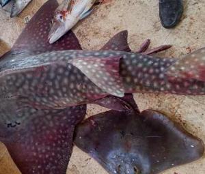Critically endangered bowhead guitarfish caught in Gwadar East Bay