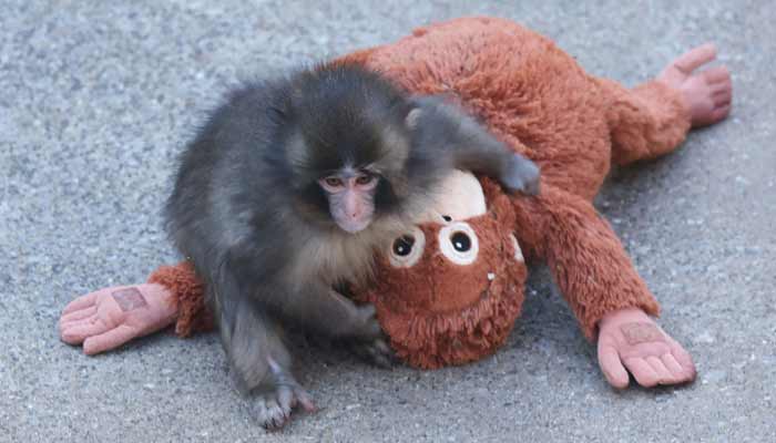 This photo taken on February 19, 2026 shows a 7 month-old male macaque monkey named Punch, who was abandoned by his mother shortly after birth, spending time with a stuffed orangutan toy at Ichikawa City Zoo and Botanical Gardens in Chiba Prefecture. — AFP