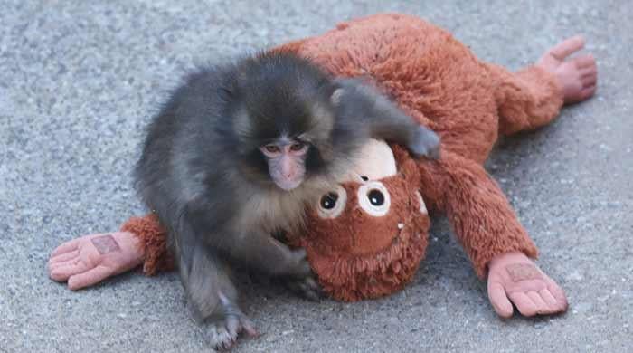 Rights group slams treatment of viral Japanese monkey