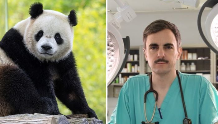 Are UK GPs going extinct? BMA makes shocking Panda comparison