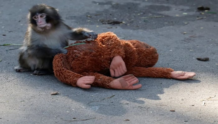 Many viral Punch the monkey videos found to be AI-generated