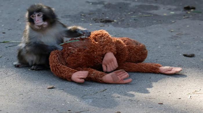 Many viral Punch the monkey videos found to be AI-generated